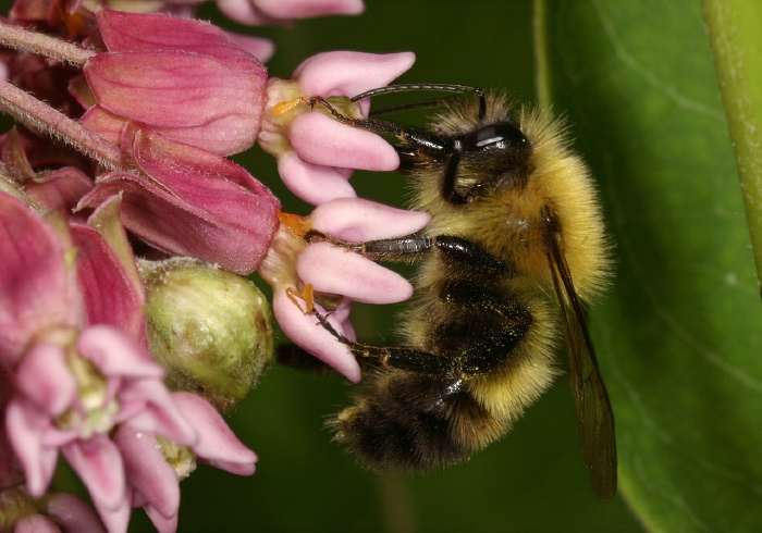 Bombus (Pyrobombus) perplexus Apidae