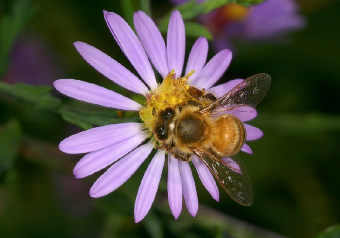 Apis mellifera Apidae