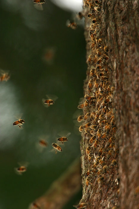 Apis mellifera Apidae