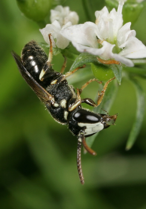 Hylaeus (Hylaeus) leptocephalus Colletidae