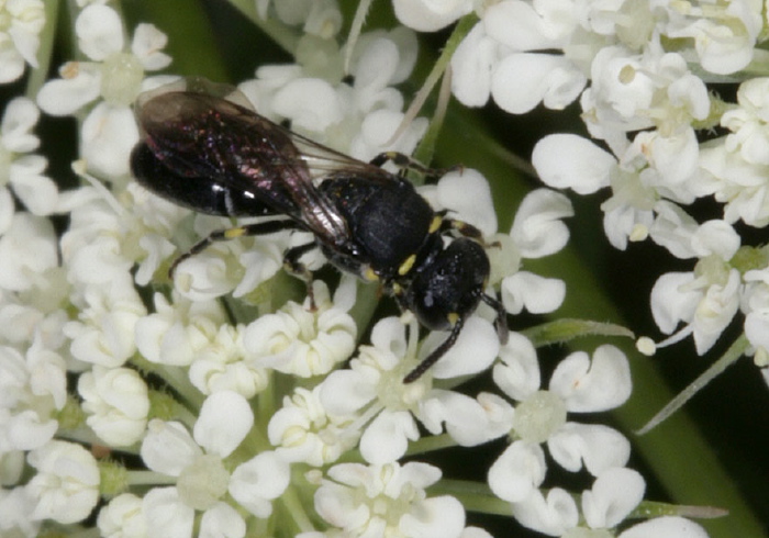 Hylaeus sp. Colletidae