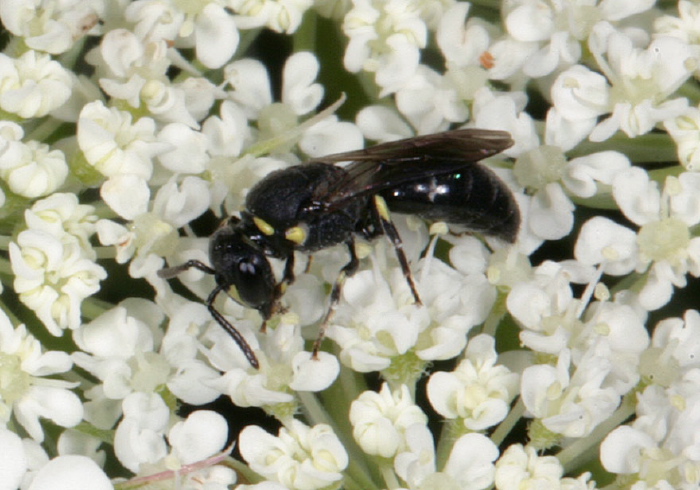 Hylaeus sp. Colletidae