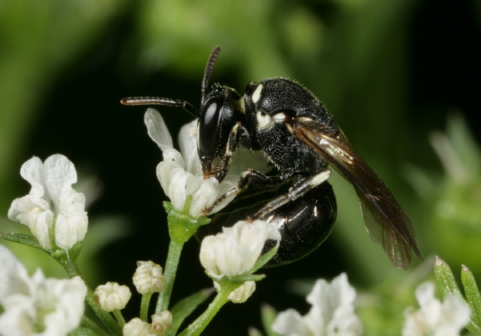 Hylaeus (Hylaeus) leptocephalus Colletidae