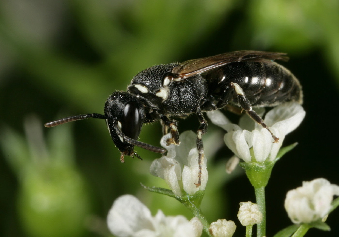 Hylaeus (Hylaeus) leptocephalus Colletidae