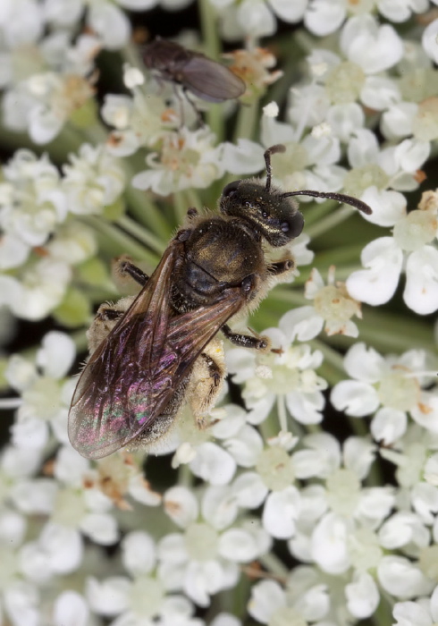 Lasioglossum (Dialictus) sp. Halictidae