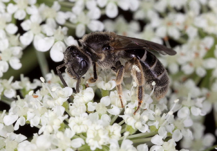 Lasioglossum sp. Halictidae