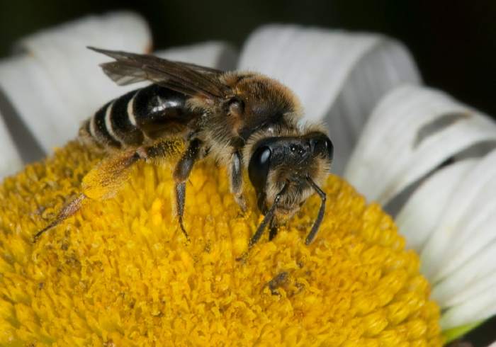 Andrena (Taeniandrena) wilkella Andrenidae