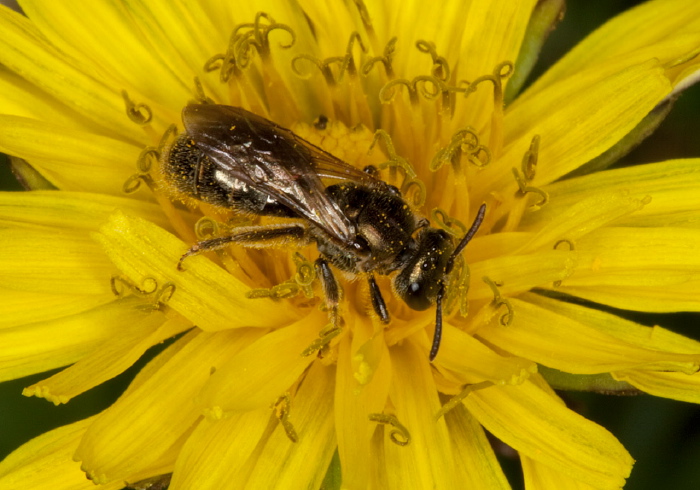 Lasioglossum (Dialictus) sp. Halictidae