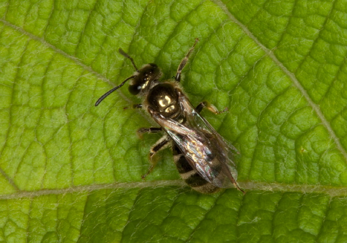 Lasioglossum (Dialictus) sp. Halictidae