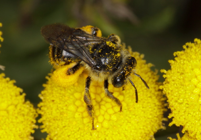 Melissodes (Eumelissodes) illata Apidae