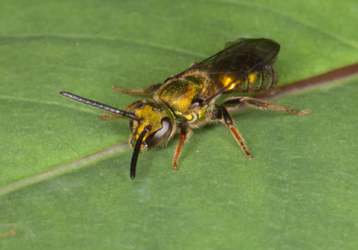 Augochlora pura Halictidae