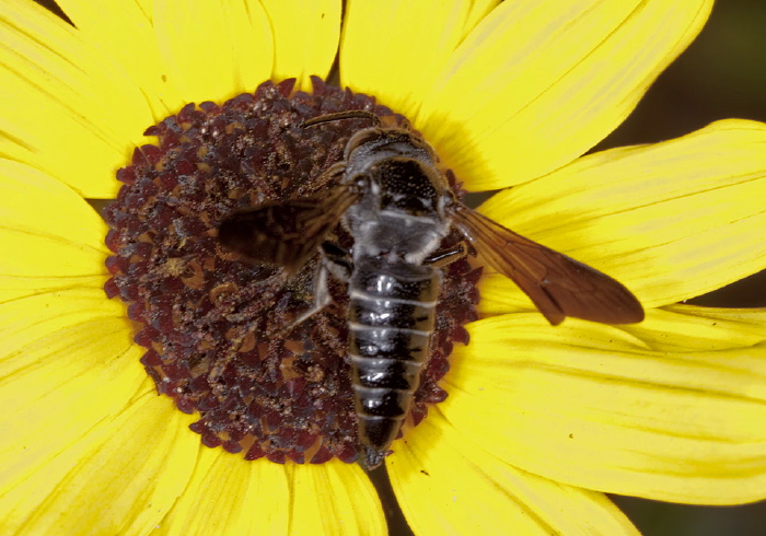 Coelioxys (Acrocoelioxys) dolichos Megachilidae