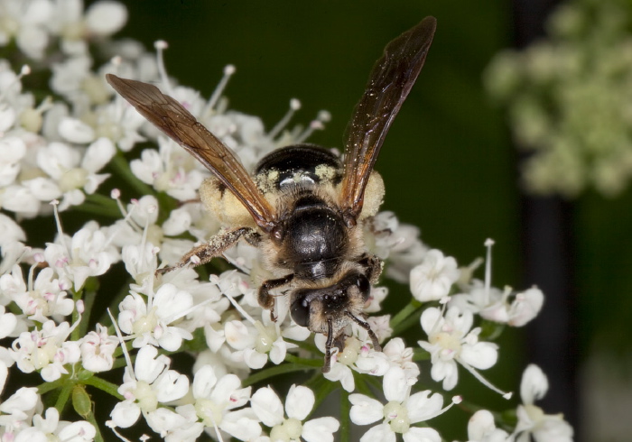 Andrena (Plastandrena) crataegi Andrenidae