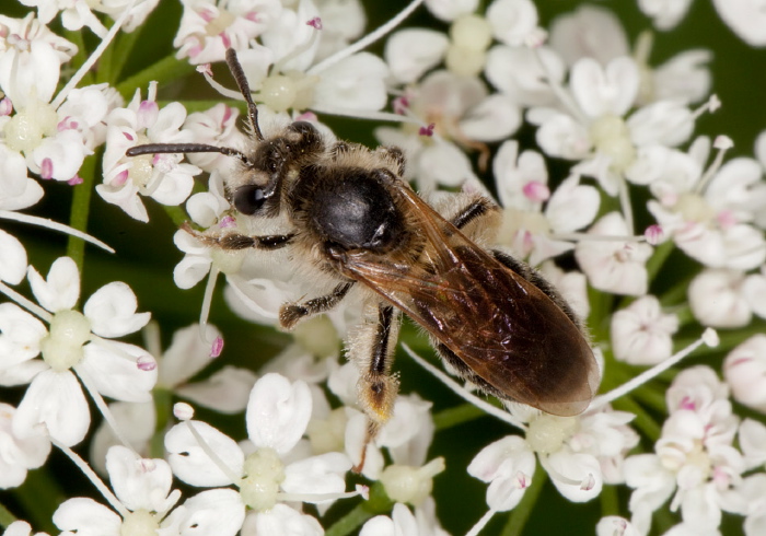 Andrena (Larandrena) miserabilis Andrenidae