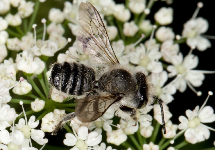 Megachile (Litomegachile) mendica Megachilidae