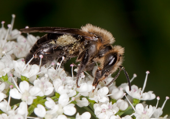 Andrena (Melandrena) vicina Andrenidae