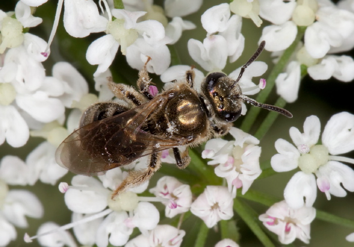 Lasioglossum (Dialictus) sp. Halictidae