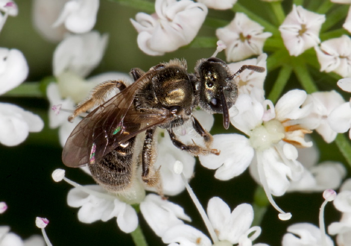 Lasioglossum (Dialictus) sp. Halictidae