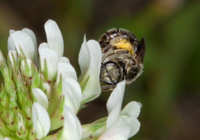 Lasioglossum (Dialictus) sp.? Halictidae