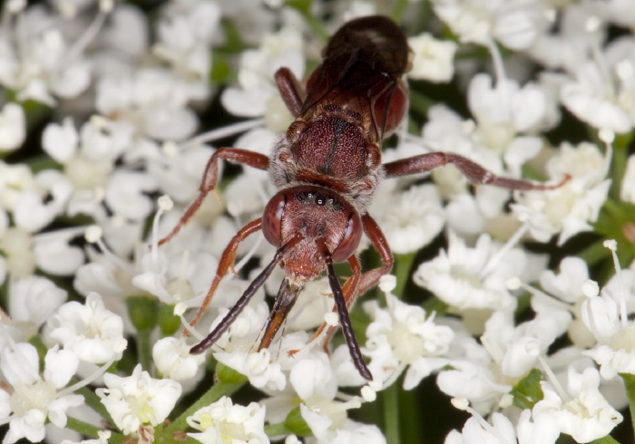 Nomada articulata Apidae