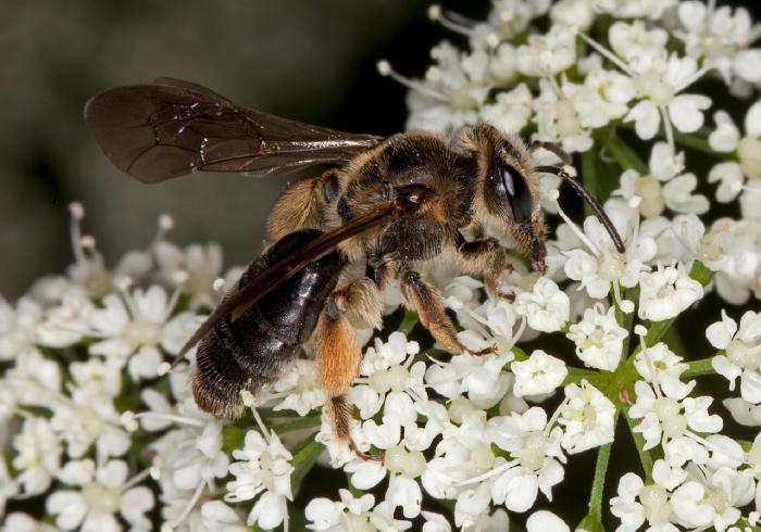 Andrena (Plastandrena) crataegi Andrenidae