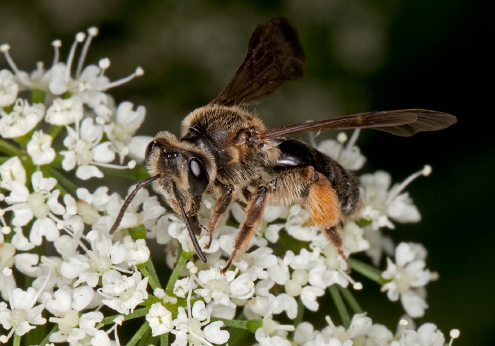 Andrena (Plastandrena) crataegi Andrenidae