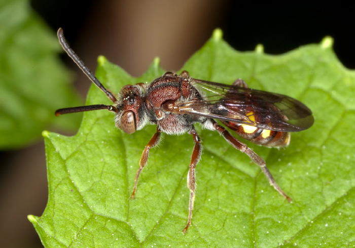 Nomada ruficornis species group Apidae