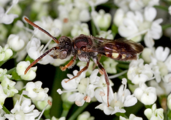 Nomada ruficornis species group Apidae