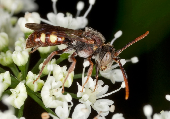 Nomada ruficornis species group? Apidae