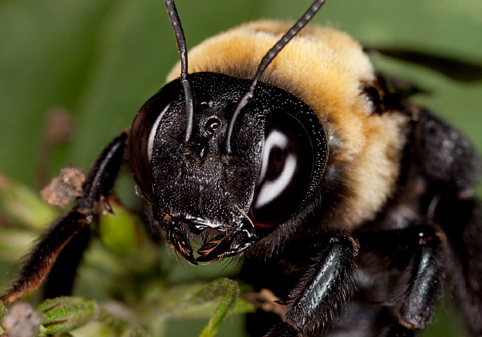 Xylocopa virginica Apidae