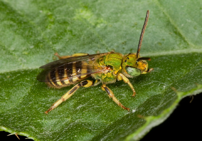 Agapostemon (Agapostemon) virescens? Halictidae