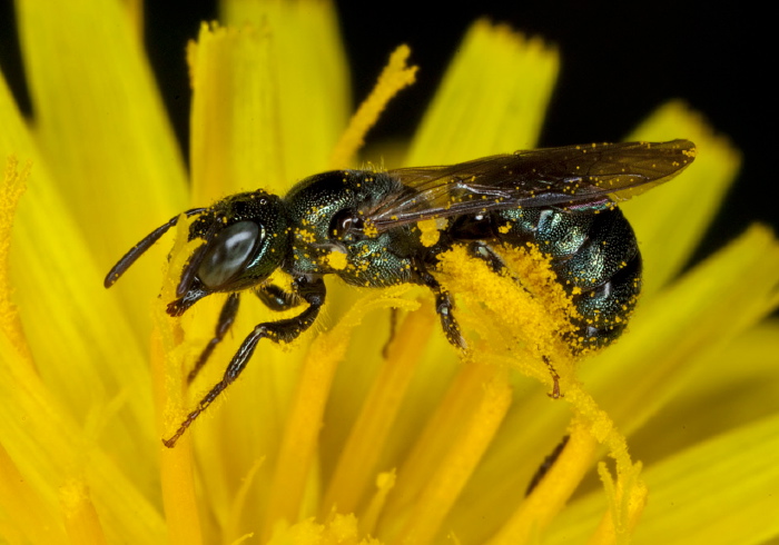 Ceratina (Zadontomerus) sp. Apidae