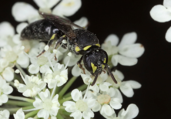 Hylaeus (Prosopis) sp. Colletidae