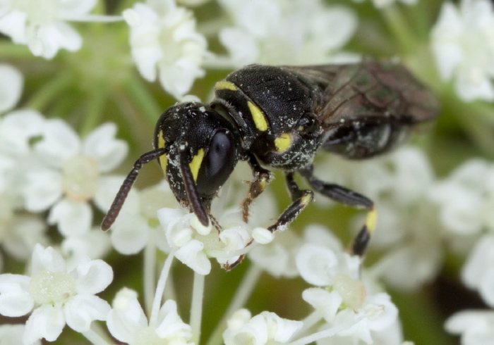 Hylaeus (Prosopis) sp. Colletidae