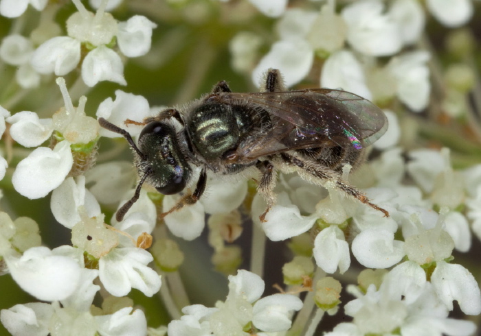 Lasioglossum (Dialictus) sp. Halictidae