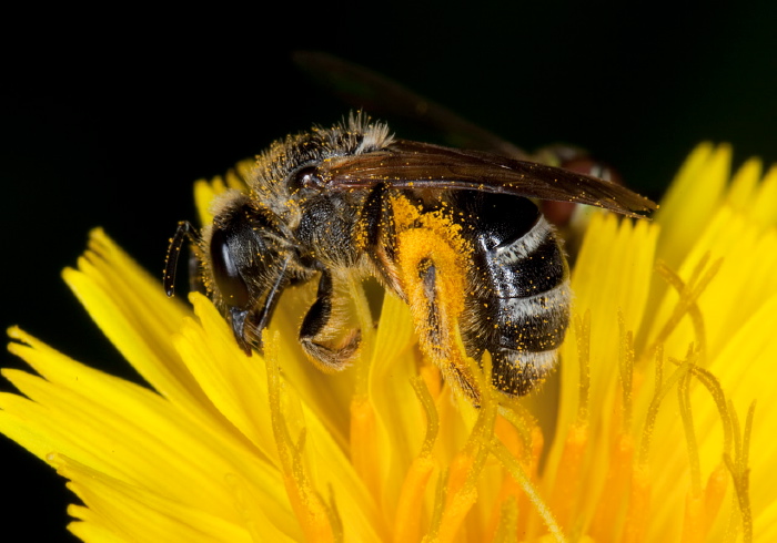 Lasioglossum (Leuchalictus) leucozonium Halictidae