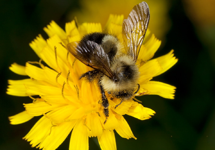 Bombus (Pyrobombus) sp. Apidae