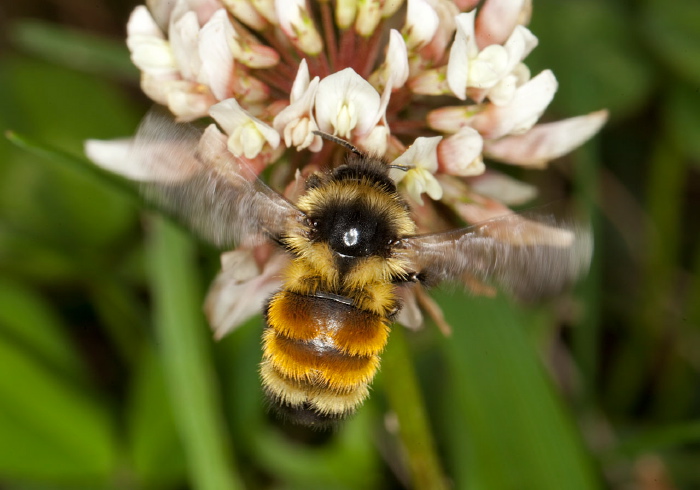 Bombus (Pyrobombus) ternarius Apidae