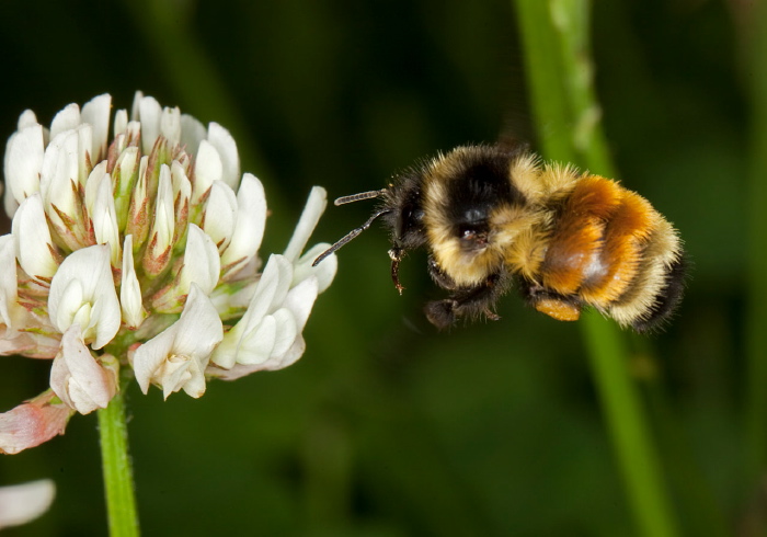 Bombus (Pyrobombus) ternarius Apidae