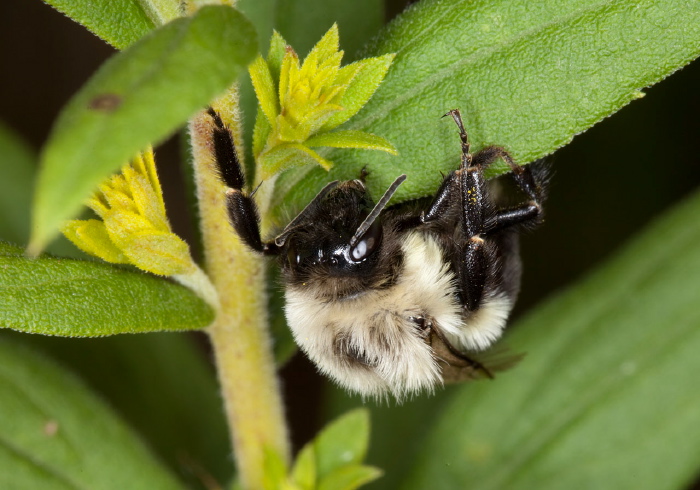 Bombus (Pyrobombus) impatiens Apidae