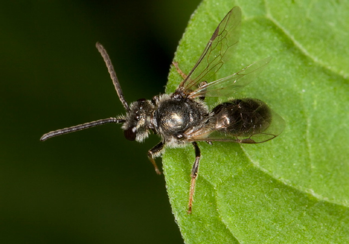 Lasioglossum (Dialictus) sp. Halictidae