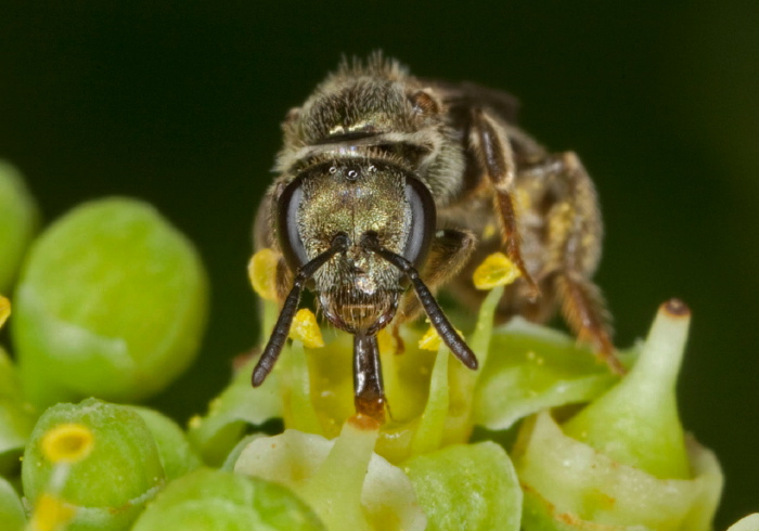 Lasioglossum (Dialictus) sp. Halictidae