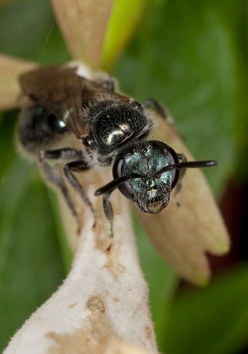 Lasioglossum (Dialictus) coeruleum Halictidae