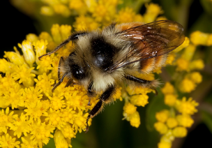 Bombus (Pyrobombus) ternarius Apidae