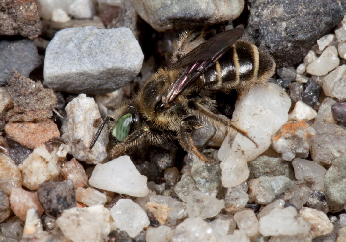 Calliopsis andreniformis Andrenidae