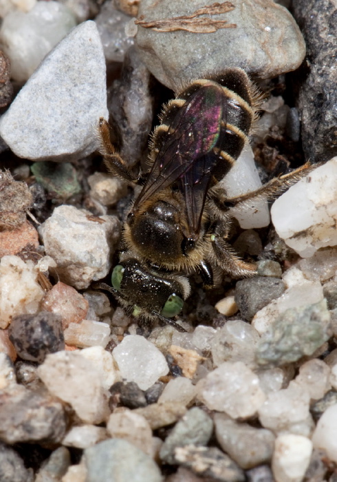 Calliopsis andreniformis Andrenidae