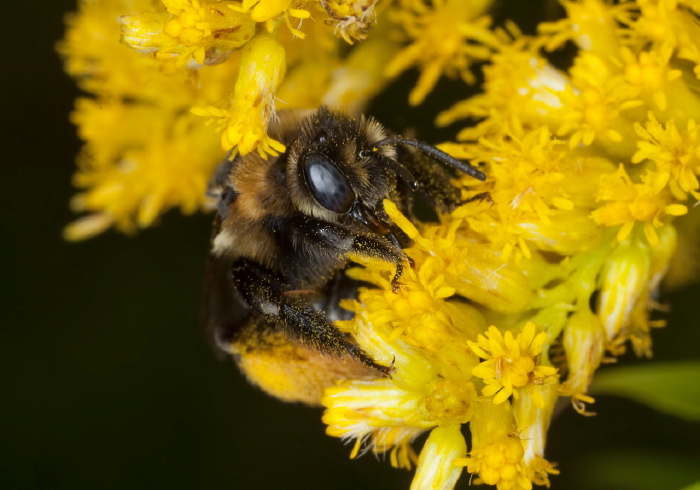 Melissodes druriella Apidae