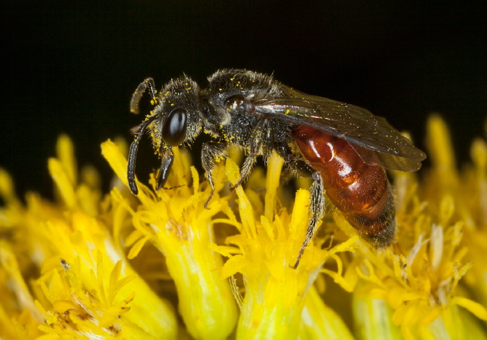 Sphecodes Sp. Halictidae