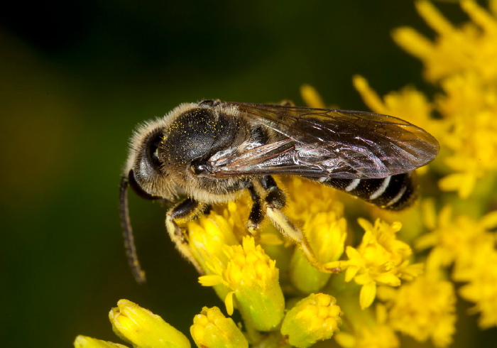 Halictus rubicundus Halictidae