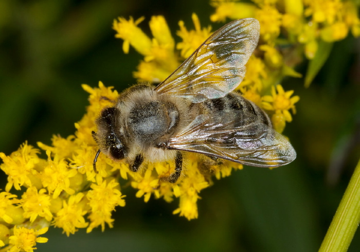 Apis mellifera Apidae